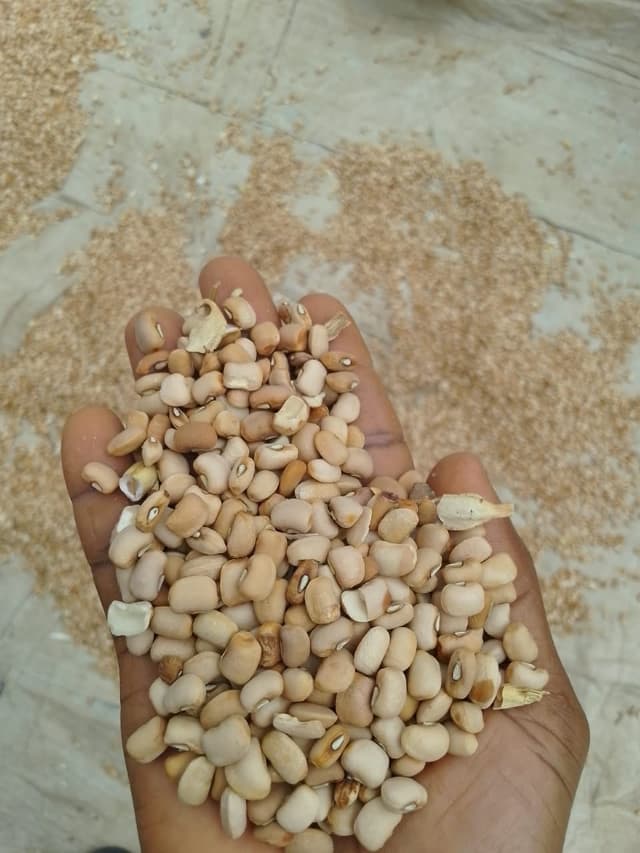 Oloyin beans